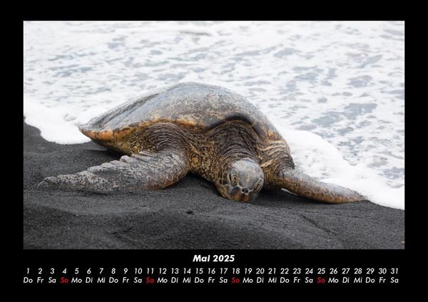 Produktbild: Schildkr&ouml;tenzauber 2025 Fotokalender DIN A3