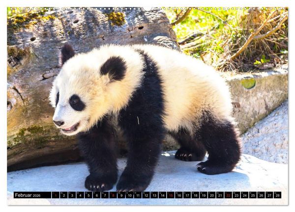 Produktbild: Pandab&auml;r Babys (Wandkalender 2026 DIN A2 quer), CALVENDO Monatskalender