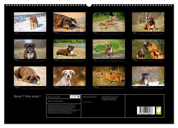 Produktbild: Boxer ? Was sonst ! (hochwertiger Premium Wandkalender 2026 DIN A2 quer), Kunstdruck in Hochglanz