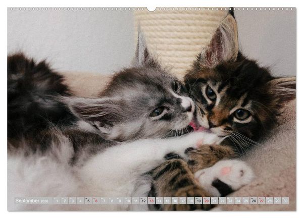 Produktbild: Katzen Pers&ouml;nlichkeiten 2026 (hochwertiger Premium Wandkalender 2026 DIN A2 quer), Kunstdruck in Hochglanz