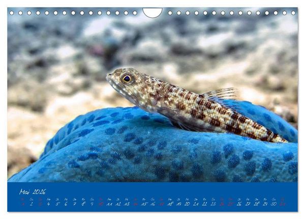 Produktbild: Meer sehen - Abenteuer Tauchen (Wandkalender 2026 DIN A4 quer), CALVENDO Monatskalender