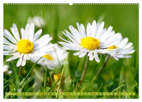 Produktbild: Auf Augenh&ouml;he mit G&auml;nsebl&uuml;mchen (Wandkalender 2026 DIN A2 quer), CALVENDO Monatskalender