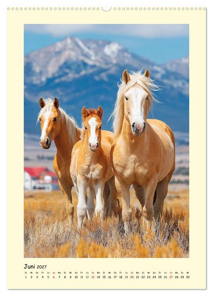 Produktbild: Westernpferde. Quarter Horse und Paint Horse auf dem Farmland (Wandkalender 2027 DIN A2 hoch), CALVENDO Monatskalender
