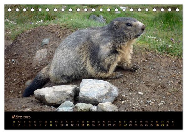 Produktbild: Wildlife - Verspielte Murmeltiere (Tischkalender 2026 DIN A5 quer), CALVENDO Monatskalender