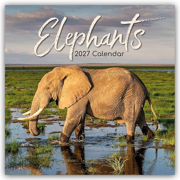 Produktbild: Elephants &ndash; Elefanten 2027 &ndash; 16-Monatskalender