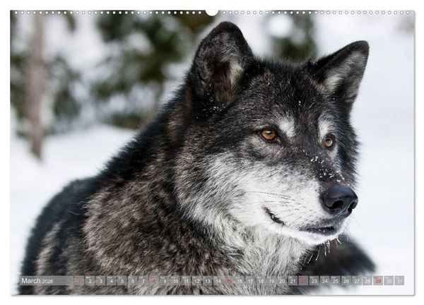 Produktbild: Wolves &bull; Faces of social hunters (High Quality Premium Wall Calendar 2026 DIN A2 landscape),CALVENDO 12 Month Wall Calendar