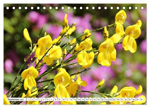 Produktbild: Bl&uuml;tenzauber auf Madeira. Wildblumen und Ziergew&auml;chse (Tischkalender 2027 DIN A5 quer), CALVENDO Monatskalender