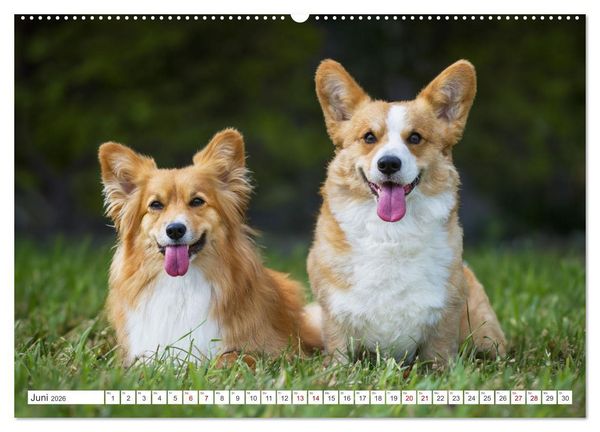 Produktbild: Britische H&uuml;tehunde - Treue Freunde auf vier Pfoten (hochwertiger Premium Wandkalender 2026 DIN A2 quer), Kunstdruck in Hochglanz
