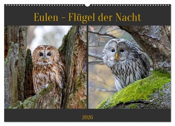 Produktbild: Eulen - Fl&uuml;gel der Nacht (Wandkalender 2026 DIN A2 quer), CALVENDO Monatskalender