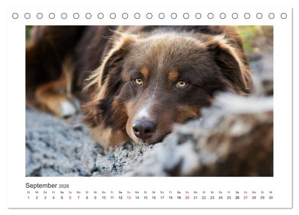 Produktbild: Herzensaussies - Australian Shepherd (Tischkalender 2026 DIN A5 quer), CALVENDO Monatskalender