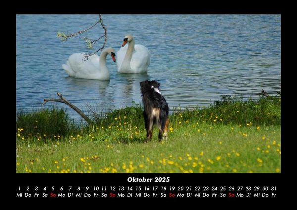 Produktbild: Hunde 2025 Fotokalender DIN A3