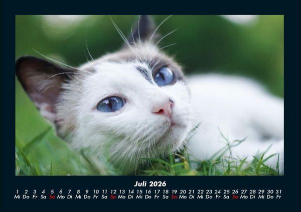 Produktbild: F&uuml;r Katzenfreunde 2026 Fotokalender DIN A4