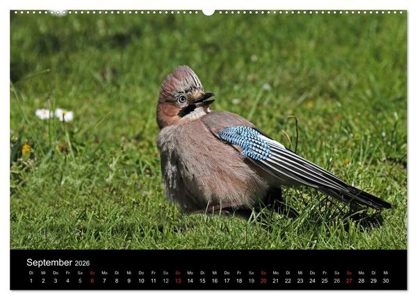 Produktbild: Eichelh&auml;her der Waldpolizist (hochwertiger Premium Wandkalender 2026 DIN A2 quer), Kunstdruck in Hochglanz