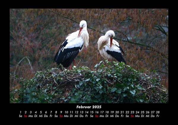 Produktbild: V&ouml;gel 2025 Fotokalender DIN A3
