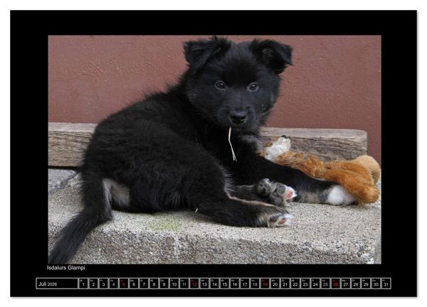 Produktbild: Islandhund - Welpen / CH-Version (Wandkalender 2026 DIN A4 quer), CALVENDO Monatskalender