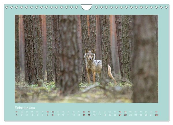 Produktbild: W&ouml;lfe, Impressionen aus der Lausitz (Wandkalender 2026 DIN A4 quer), CALVENDO Monatskalender