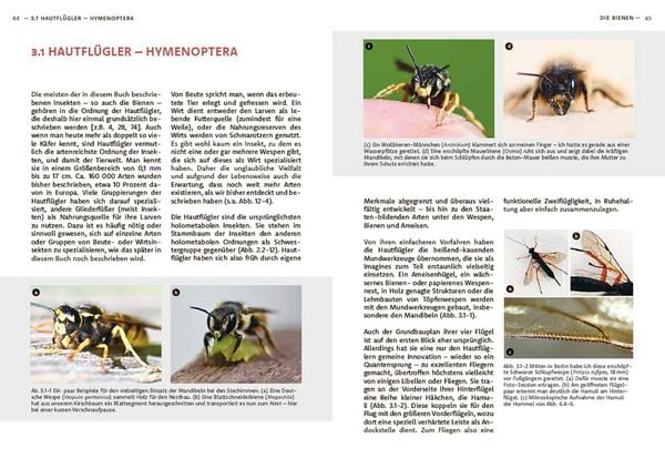 Produktbild: Wildbienen haben es auch nicht leicht