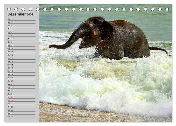Produktbild: Elefanten. Spa&szlig; am Wasser (Tischkalender 2026 DIN A5 quer), CALVENDO Monatskalender
