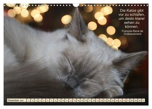 Produktbild: Samtpfoten Lebendige Poesie (Wandkalender 2026 DIN A3 quer), CALVENDO Monatskalender