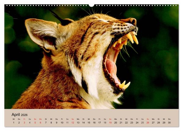 Produktbild: Der Luchs. Pinselohren und Bernsteinaugen (Wandkalender 2026 DIN A2 quer), CALVENDO Monatskalender