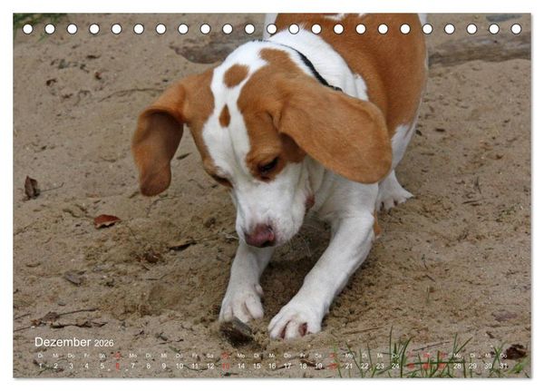 Produktbild: Beagle (Tischkalender 2026 DIN A5 quer), CALVENDO Monatskalender