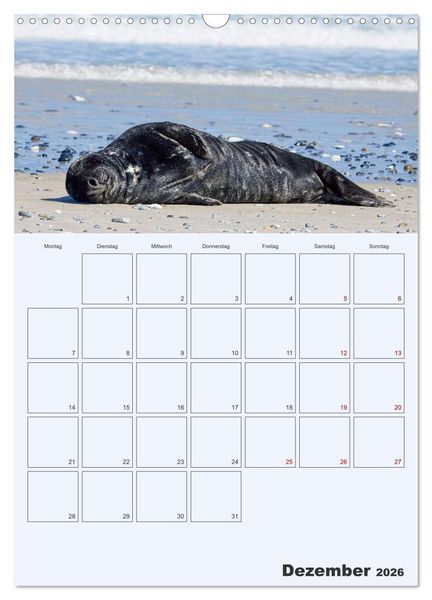 Produktbild: Wildes Leben auf Helgoland (Wandkalender 2026 DIN A3 hoch), CALVENDO Monatskalender