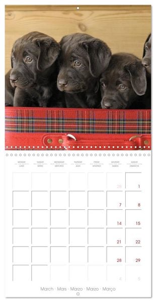 Produktbild: Labrador Retriever Puppies (Wall Calendar 2026 12 &times; 12 Inch) CALVENDO 12 Month Wall Calendar