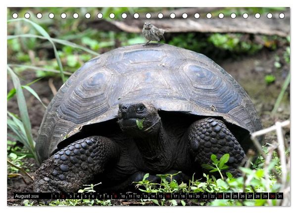 Produktbild: Galapagos Archipel- Faszination Tierwelt (Tischkalender 2026 DIN A5 quer), CALVENDO Monatskalender