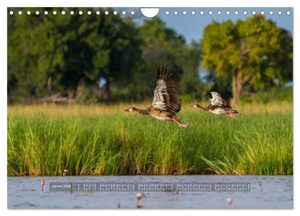 Produktbild: Abenteuer Botswana Afrika - Adventure Botswana (Wandkalender 2026 DIN A4 quer), CALVENDO Monatskalender