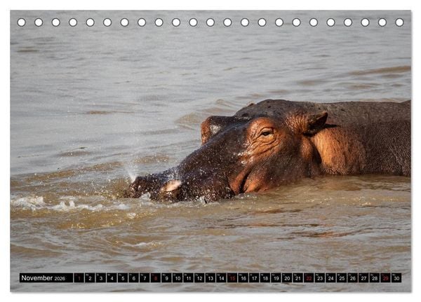 Produktbild: Hippos im s&uuml;dlichen Afrika (Tischkalender 2026 DIN A5 quer), CALVENDO Monatskalender