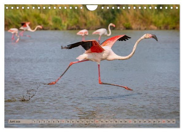 Produktbild: Camargue - Der wilde S&uuml;den Frankreichs (Wandkalender 2026 DIN A4 quer), CALVENDO Monatskalender