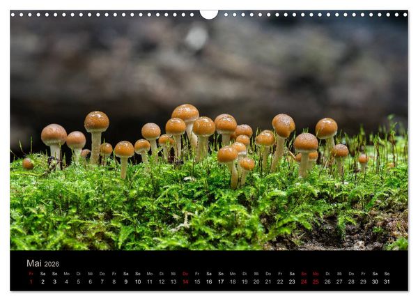 Produktbild: PILZE IM FOKUS 2026 (Wandkalender 2026 DIN A3 quer), CALVENDO Monatskalender