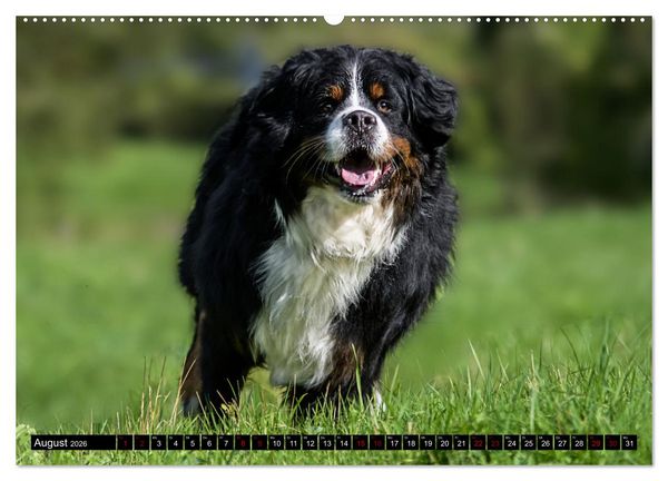 Produktbild: Berner Sennenhunde - Faszinierende Herzensbrecher (Wandkalender 2026 DIN A2 quer), CALVENDO Monatskalender