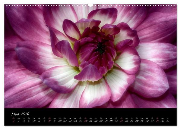 Produktbild: Serenade - Visuelle Musik der Blumen (hochwertiger Premium Wandkalender 2026 DIN A2 quer), Kunstdruck in Hochglanz