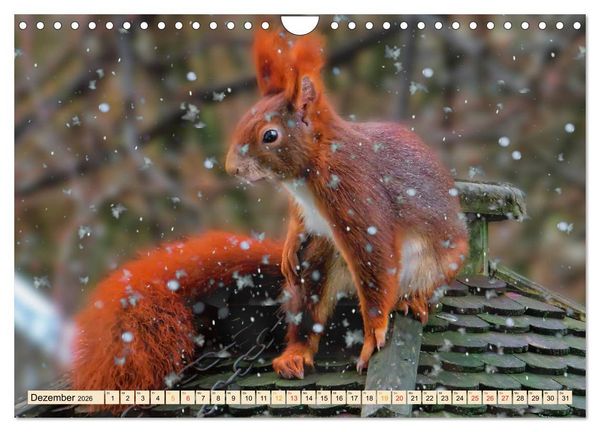 Produktbild: Eichh&ouml;rnchen - immer wieder s&uuml;&szlig; (Wandkalender 2026 DIN A4 quer), CALVENDO Monatskalender