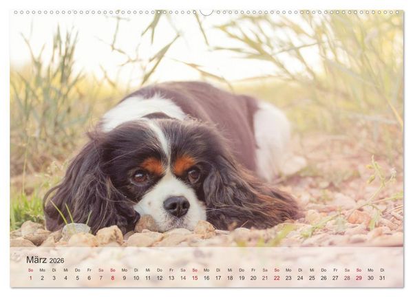Produktbild: Hunde 2026 - Treue Begleiter (Wandkalender 2026 DIN A2 quer), CALVENDO Monatskalender