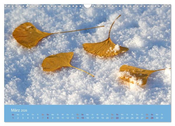 Produktbild: Geliebter Ginkgo (Wandkalender 2026 DIN A3 quer), CALVENDO Monatskalender