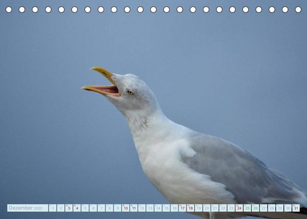 Produktbild: Schleiliebe (Tischkalender 2022 DIN A5 quer)