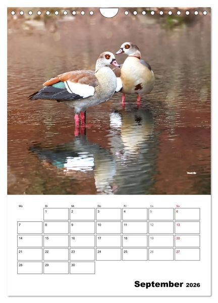 Produktbild: G&auml;nse, geliebte Wasserv&ouml;gel (Wandkalender 2026 DIN A4 hoch), CALVENDO Monatskalender
