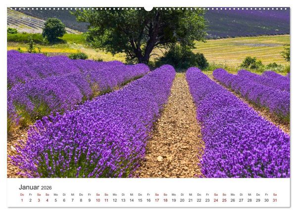 Produktbild: Tr&auml;ume aus Lavendel, Provence in Rosa bis Lila (hochwertiger Premium Wandkalender 2026 DIN A2 quer), Kunstdruck in Hochglanz