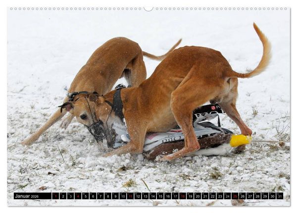 Produktbild: Schnell wie der Wind - Whippet (Wandkalender 2026 DIN A2 quer), CALVENDO Monatskalender