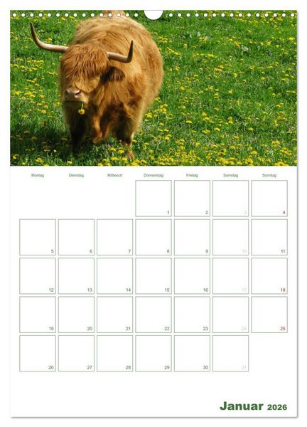 Produktbild: Kuhle K&uuml;he 2026 (Wandkalender 2026 DIN A3 hoch), CALVENDO Monatskalender