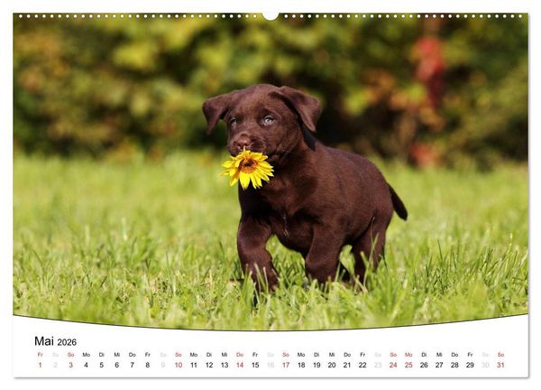 Produktbild: Welpen - Puppies (hochwertiger Premium Wandkalender 2026 DIN A2 quer), Kunstdruck in Hochglanz