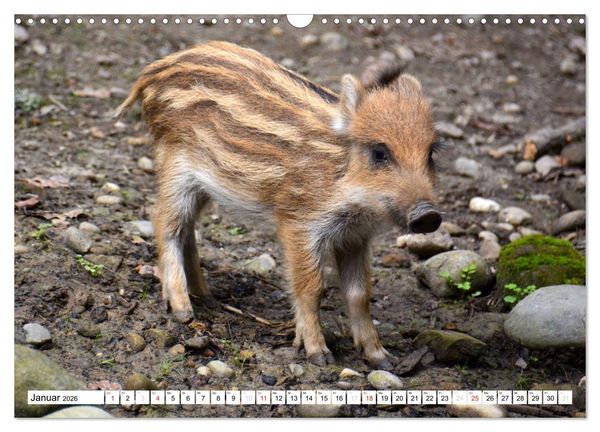 Produktbild: Nachwuchs in der Tierwelt (Wandkalender 2026 DIN A3 quer), CALVENDO Monatskalender