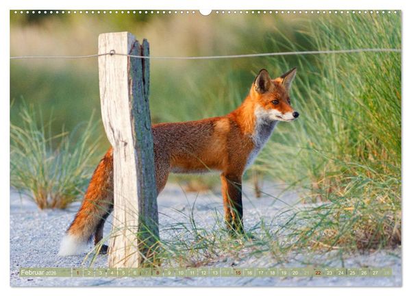 Produktbild: Wilder Dar&szlig; - Fuchs, Hirsch und Co. 2026 (Wandkalender 2026 DIN A2 quer), CALVENDO Monatskalender