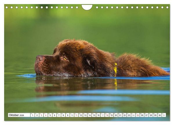 Produktbild: Neufundl&auml;nder - Ein b&auml;renstarker Freund (Wandkalender 2026 DIN A4 quer), CALVENDO Monatskalender