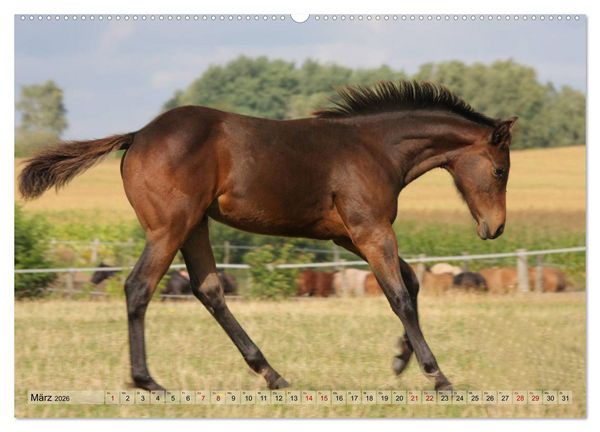 Produktbild: Quarter Horses - Die gr&ouml;&szlig;te Zuchtbuchrasse der Welt (hochwertiger Premium Wandkalender 2026 DIN A2 quer), Kunstdruck in Hochglanz