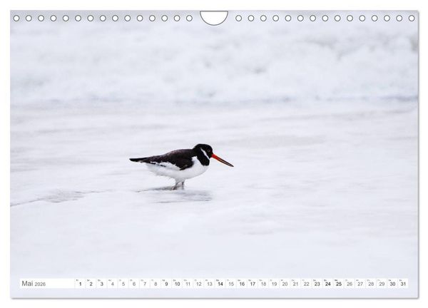Produktbild: Helgoland - Das Leben auf der D&uuml;ne Helgolands (Wandkalender 2026 DIN A4 quer), CALVENDO Monatskalender