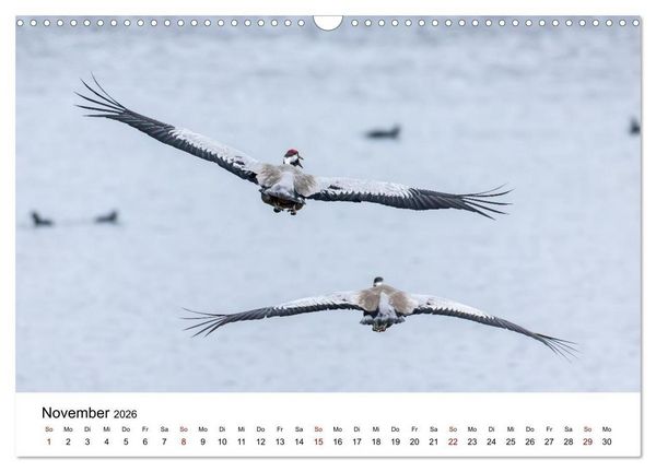 Produktbild: Kraniche im Erzgebirge (Wandkalender 2026 DIN A3 quer), CALVENDO Monatskalender