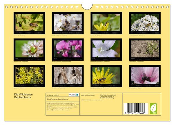 Produktbild: Die Wildbienen Deutschlands (Wandkalender 2026 DIN A4 quer), CALVENDO Monatskalender